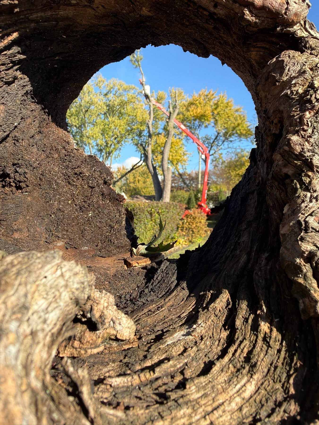 looking at boom lift through tree