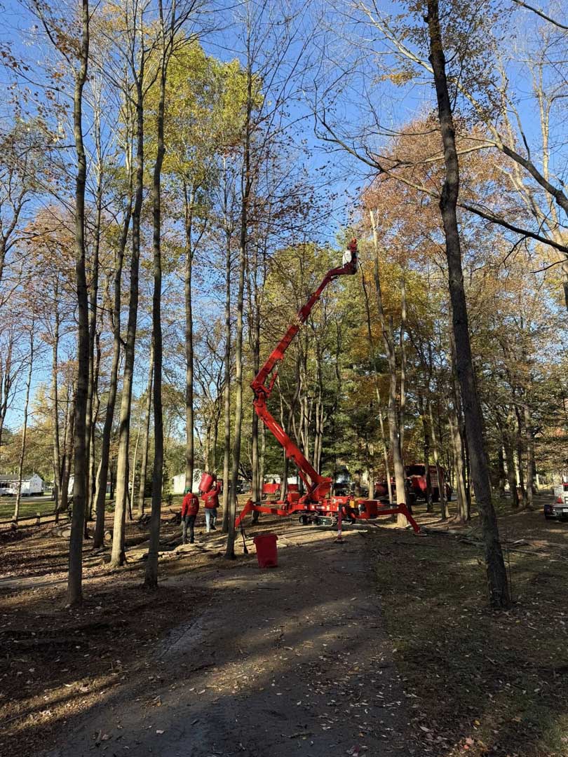 wooded lot tree care. tree trimming services