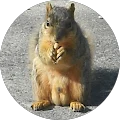 Donna R. Avatar